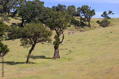 Fanal Forest. The Magic Forest of Madeira
