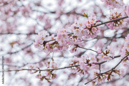 A close-up photo of delicate pink cherry blossoms on a tree branch