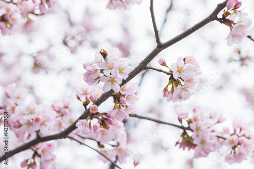 Delicate pink cherry blossoms on a tree branch
