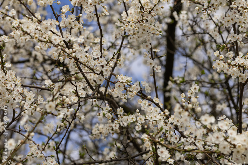 Close-up view of Prunus cerasifera, known as cherry plum, in full spring bloom with clusters of delicate white flowers on thin branches. Botanical growth and floral structure Close-up view of Prunus cerasifera, known as cherry plum, in full spring bloom with clusters of delicate white flowers on thin branches. Botanical growth and floral structure