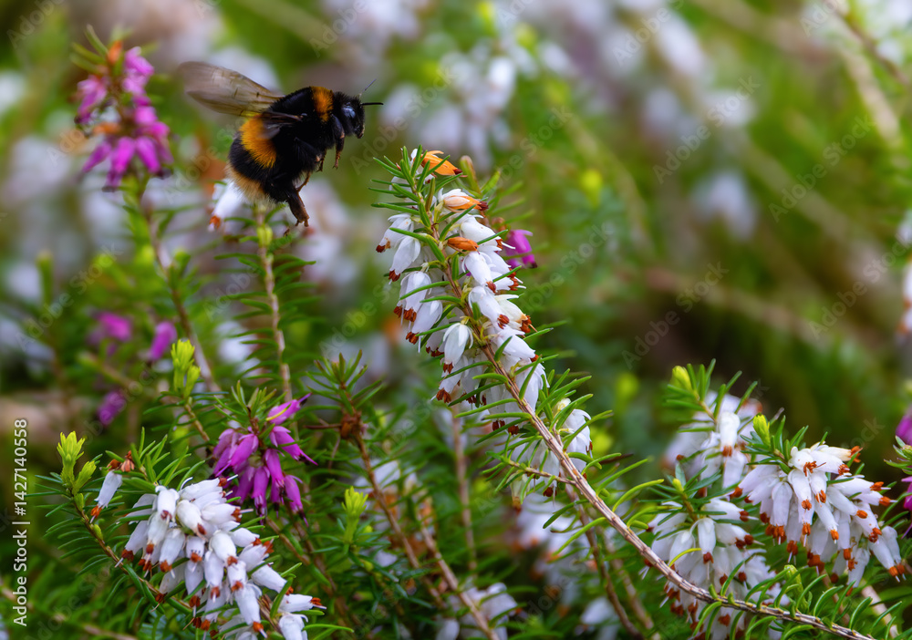 Ταπετσαρία Bee hovering with wings fluttering as it collects nectar from flowering heather plant Winter heath Erica carnea