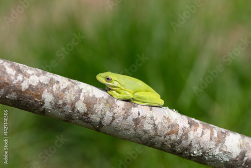 The American green tree frog (Dryophytes cinereus or Hyla cinerea)