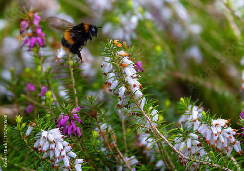 Photography Bee hovering with wings fluttering as it collects nectar from flowering heather plant Winter heath Erica carnea