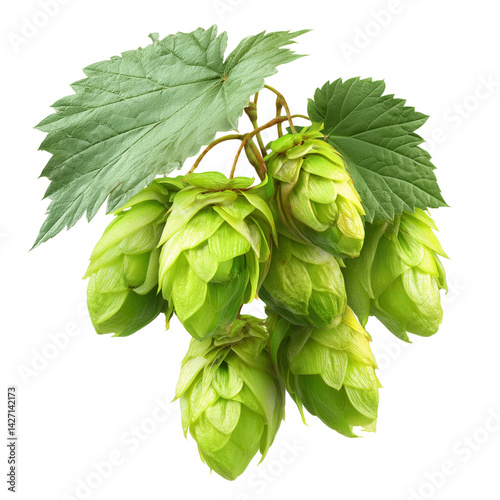 Fresh hop cones with leaves isolated on white background photo