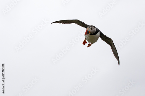 An atlantic puffin flying skilfully in the skies over Isle of Noss, Shetland.