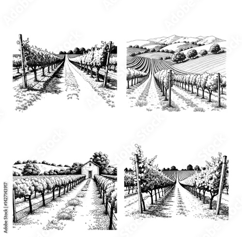 Vineyard landscape with rows of grapevines in sketches