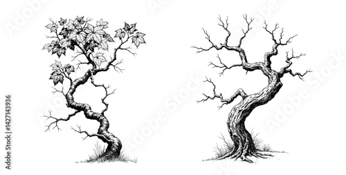 Detailed sketch of grapevine with twisting branches and leaves
