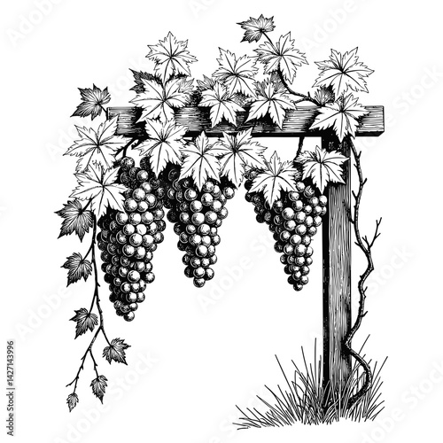 Grape cluster hanging from a vine