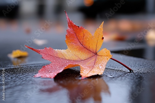 Autumn leaf resting on wet pavement
