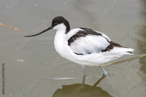 Close up of a pied avocet (recurvirostra avosetta)
