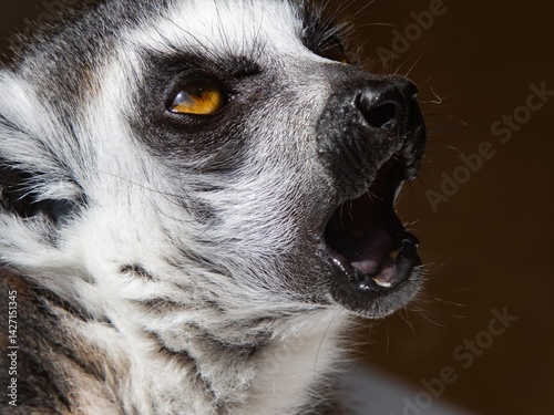 Lemur Catta (Maki) in nature, lemur catta with open mouth and eyes wide open. Looking Around and Resting Close-Up, Lemuridae Family