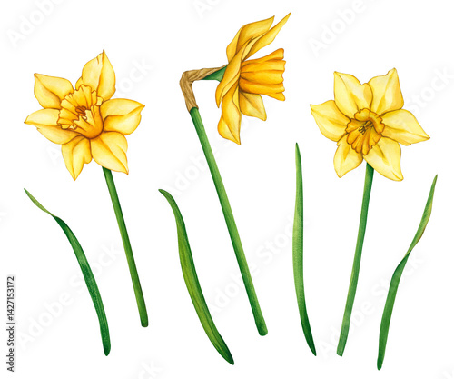 Yellow watercolor flowers daffodils. Spring garden flowers in botanical style. Watercolor hand drawn floral illustration on white background. Floral decor for greeting cards, weddings, birthdays