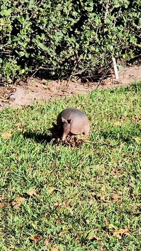 Armadillo in the garden 