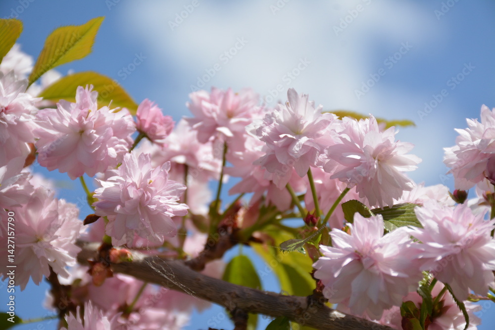 Beautiful pink Japanese cherry blossoms against blue sky Beautiful pink Japanese cherry blossoms against blue sky