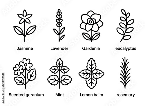 Botanical plants icon set – outline style floral symbols for nature and gardening: jasmine, lavender, gardenia, eucalyptus, scented geranium, mint, lemon balm, rosemary