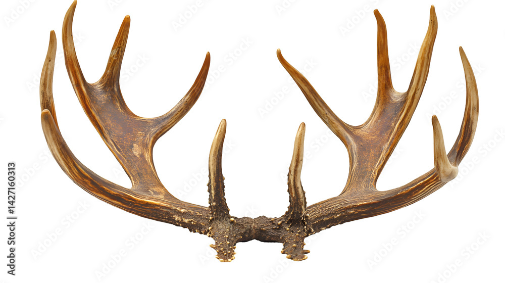 Fototapeta premium Elegant Deer Antlers Forest-Inspired Wall Mount, Rustic Wildlife Trophy Decor.