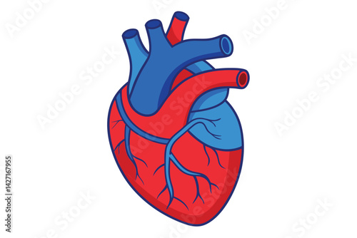 Modern Minimalistic Human Heart on white.