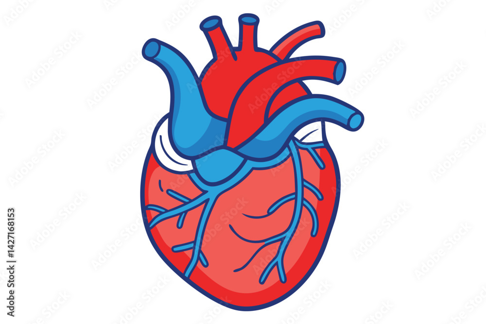 Modern Minimalistic Human Heart on white.