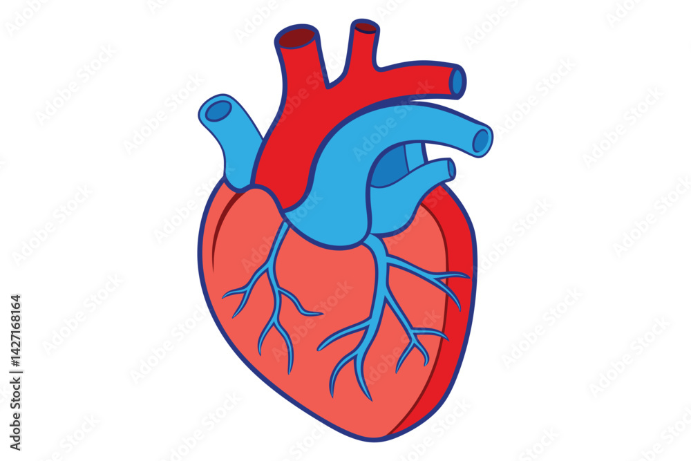 Modern Minimalistic Human Heart on white. Modern Minimalistic Human Heart on white.