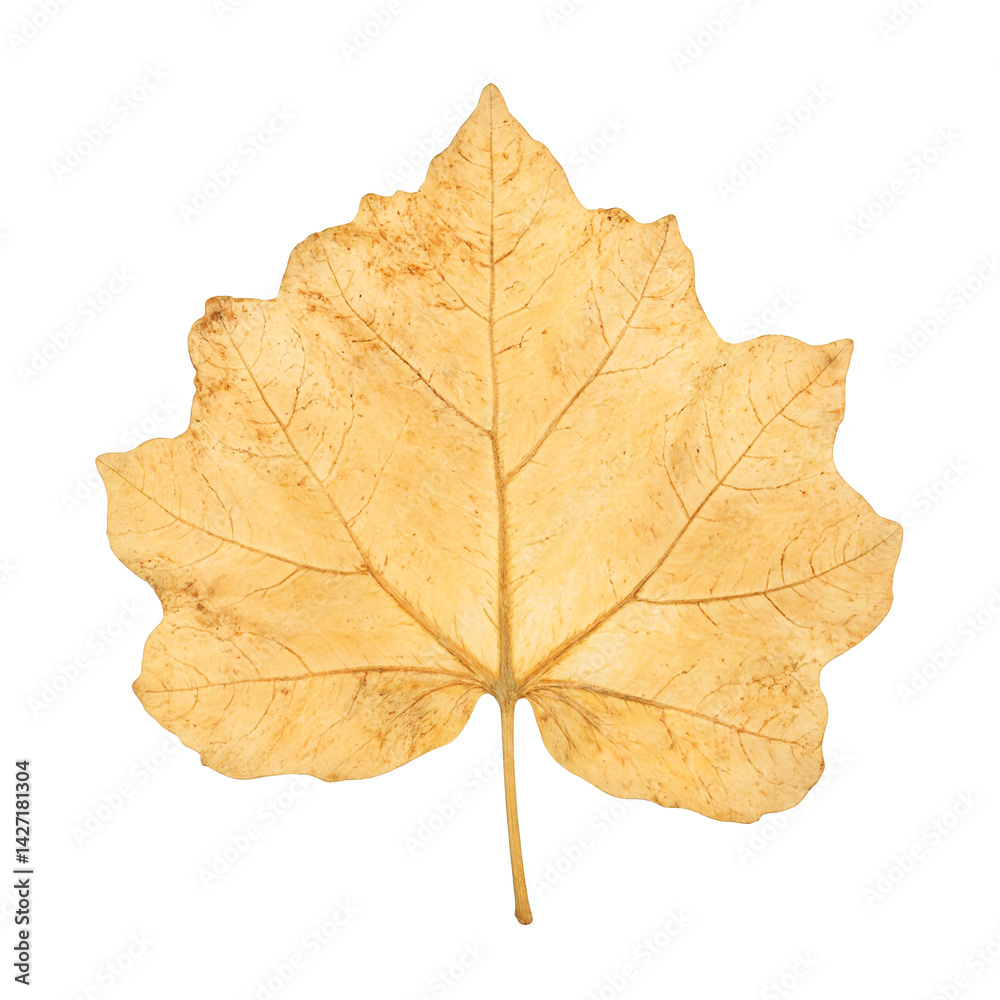 Isolated sun bleached sycamore leaf in pale tan color on a white background Isolated sun bleached sycamore leaf in pale tan color on a white background