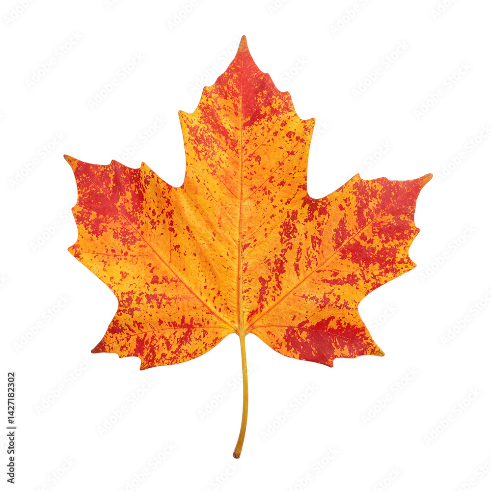 Obraz premium Isolated vibrant autumn maple leaf in orange and red hues