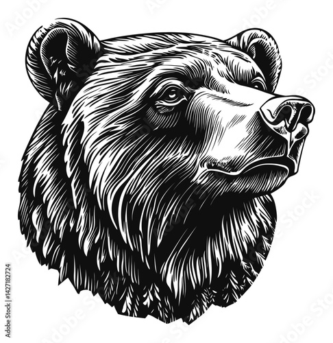 Detailed Wood Engraving of a Majestic Bear Head Illustration