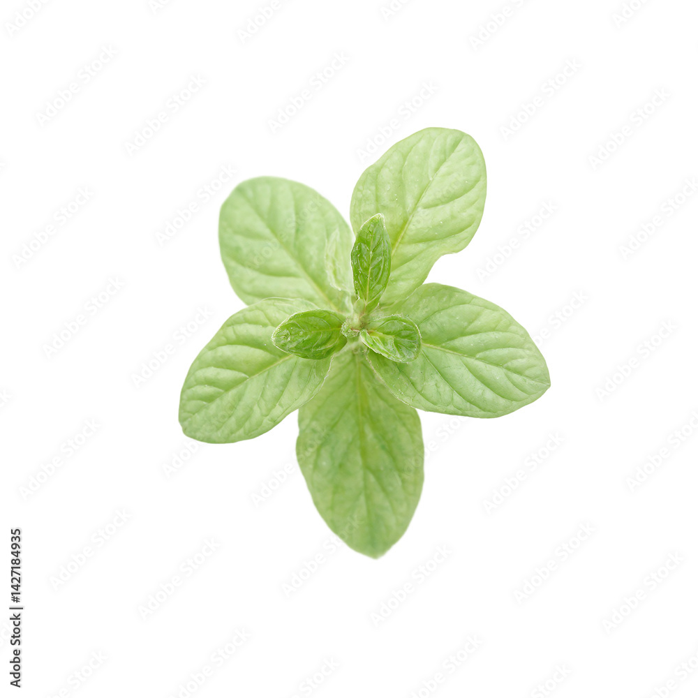 Fototapeta premium Isolated soft and round tiny marjoram leaf cluster on white background