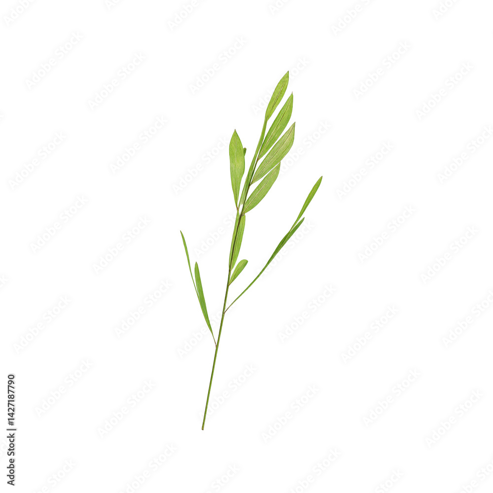 Obraz premium Isolated bright green slender willow leaf on white background