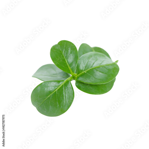 Isolated dark green waxy boxwood leaf small and rounded