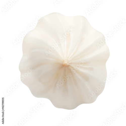 Isolated delicate thin ridged lucine shell on white background