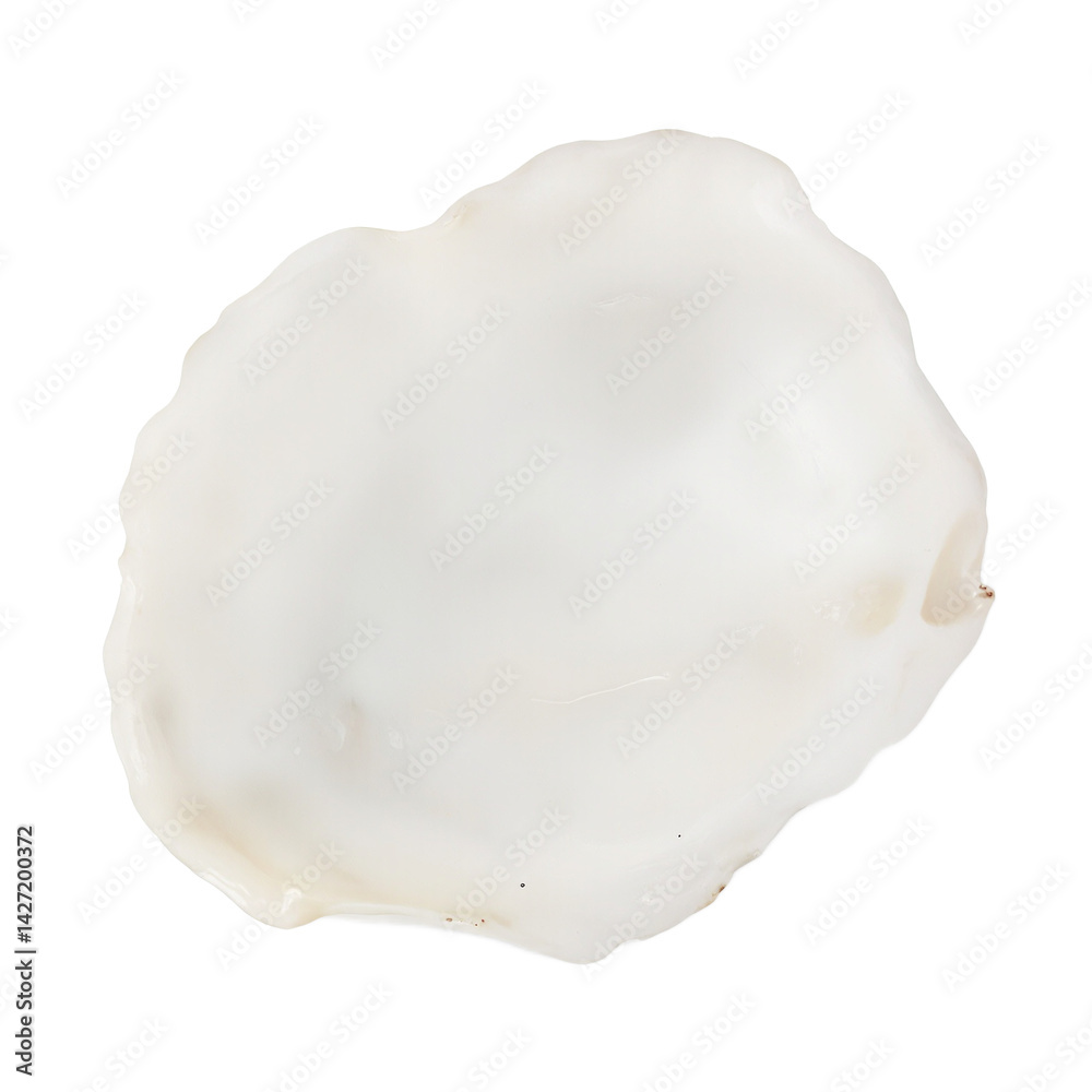 Isolated smooth white windowpane oyster shell on white Isolated smooth white windowpane oyster shell on white