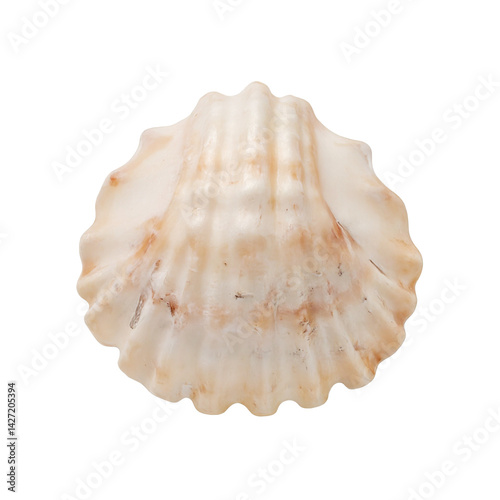 Isolated knobby Florida fighting conch shell on white background