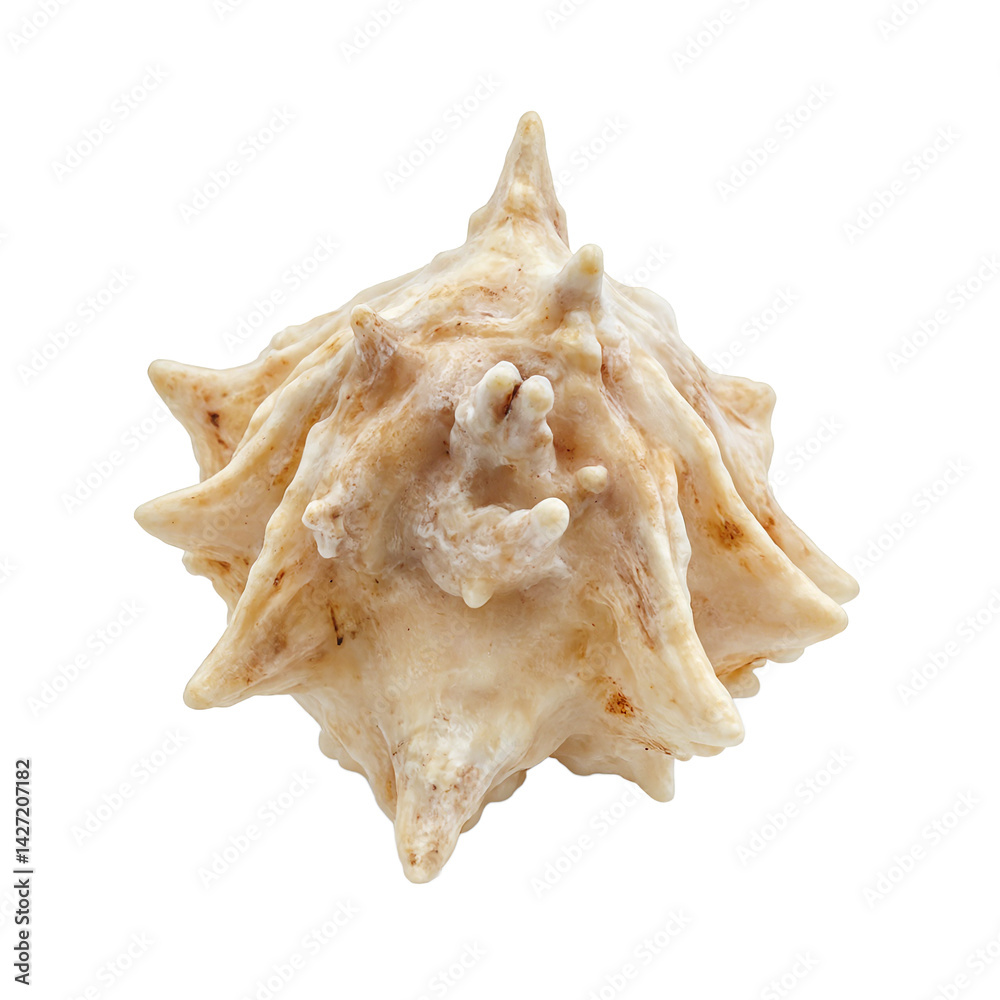 Isolated spiky murex shell with dramatic ridges a unique and striking natural specimen for your design projects Isolated spiky murex shell with dramatic ridges a unique and striking natural specimen for your design projects