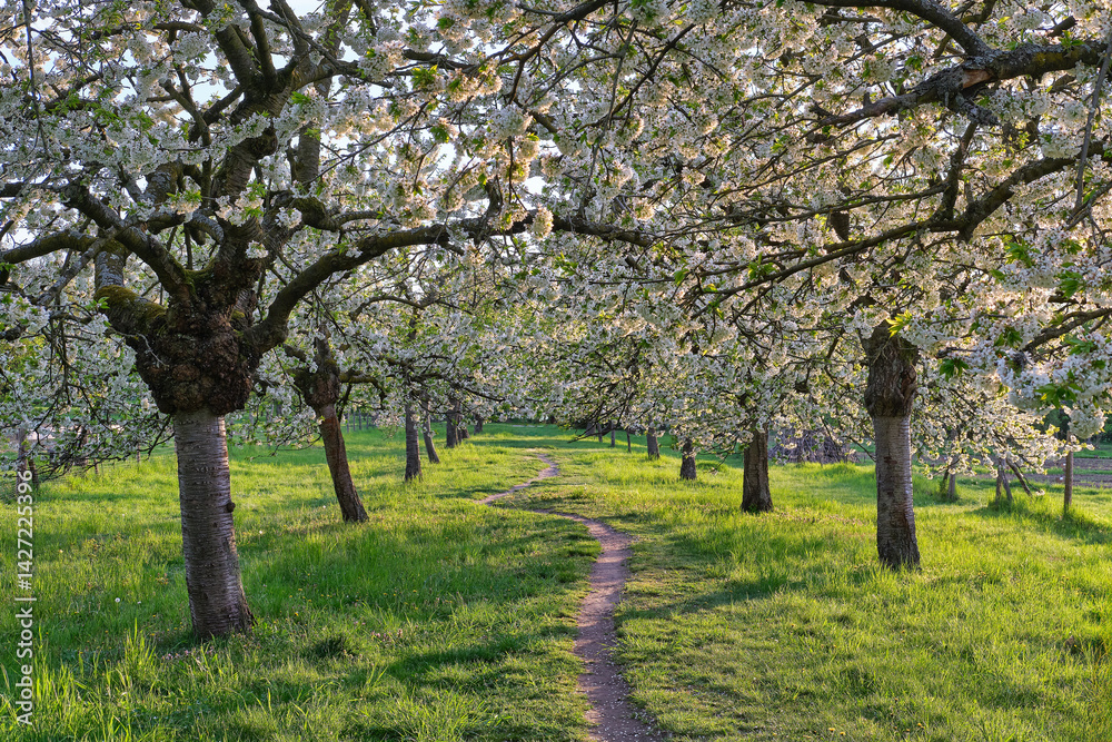 Blossoming Cherry Trees Along a Winding Spring Path, Serene pathway winding through a lush green orchard of cherry trees in full bloom during springtime.