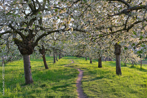 Obraz na płótnie Blossoming Cherry Trees Along a Winding Spring Path, Serene pathway winding through a lush green orchard of cherry trees in full bloom during springtime. w salonie