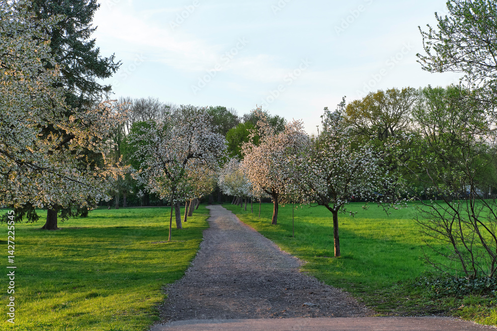 A gravel path lined with blooming fruit trees stretches through a green orchard at sunset.
