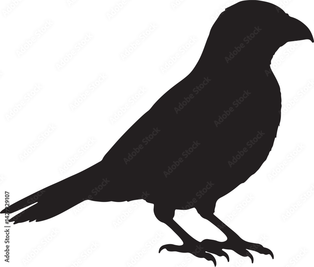 Fototapeta premium Bowerbird Silhouette Holding a Twig