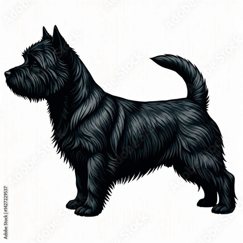 Cairn terrier vector silhouette on white background