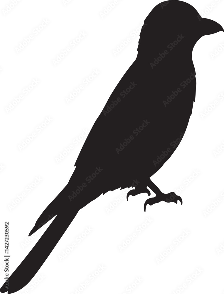 Fototapeta premium Drongo vector silhouette on white background