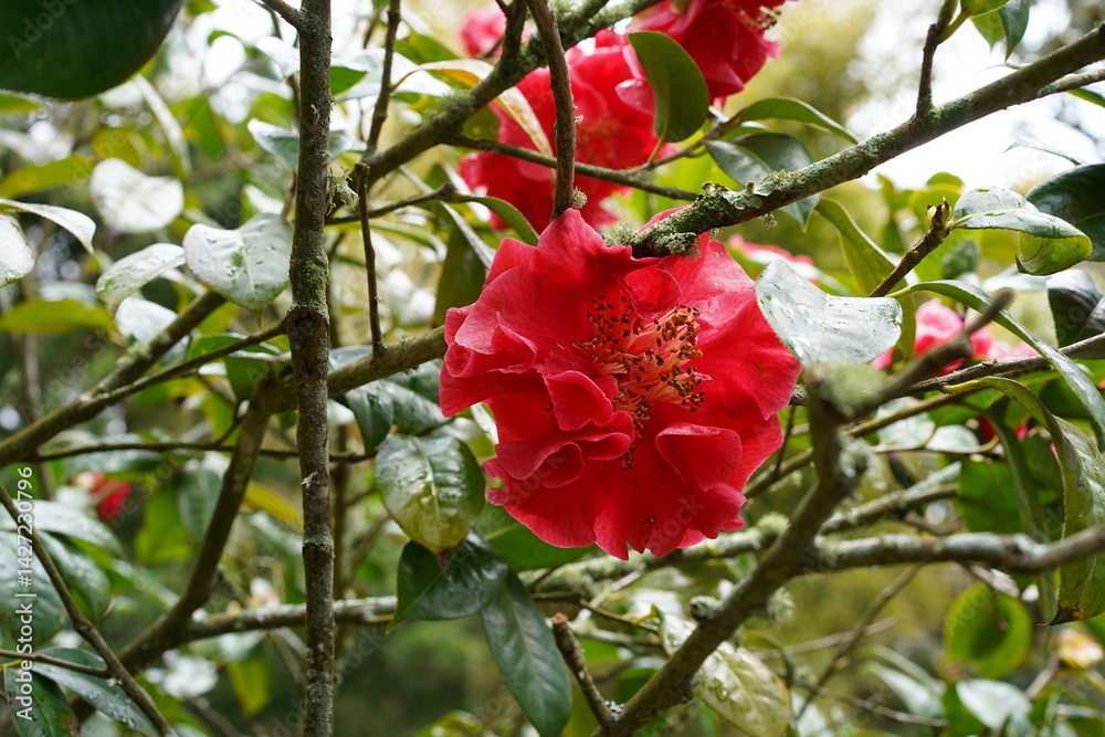 Teilaufnahme eines Kamelienstrauchs mit roten Blüten