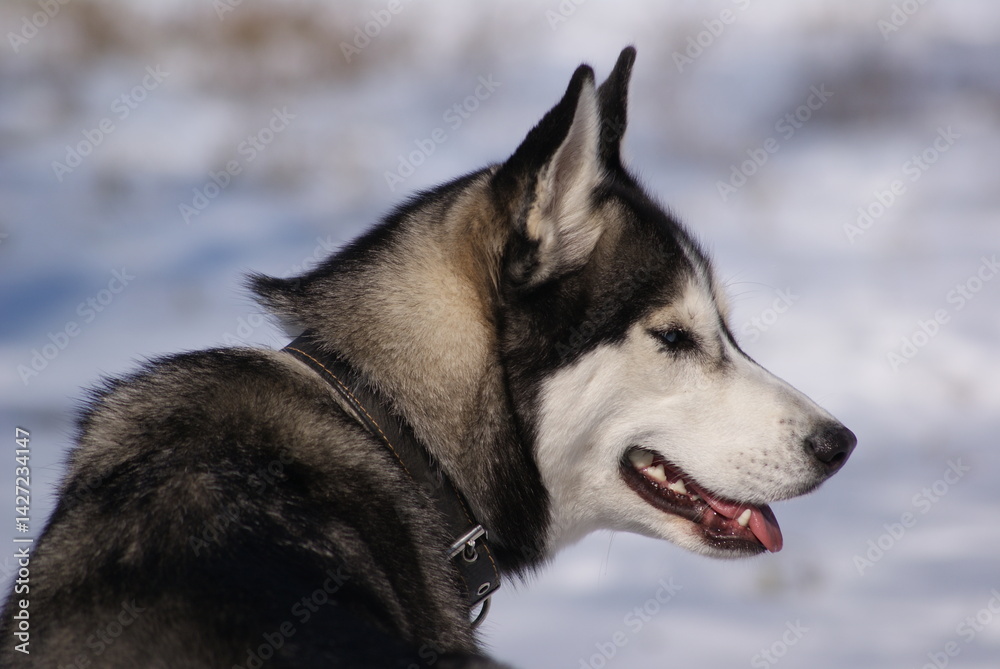 alaskan malamute dog alaskan malamute dog