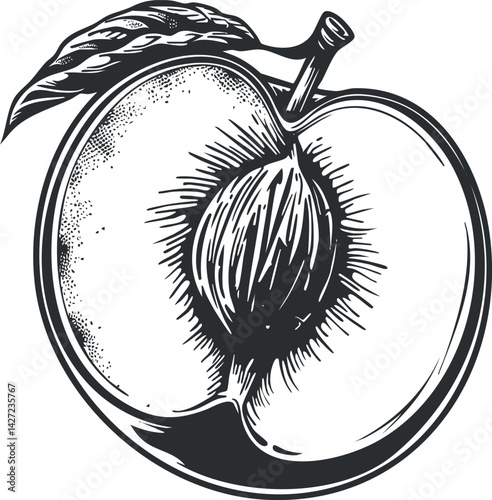 A detailed black and white illustration of a peach with a leaf and seed.