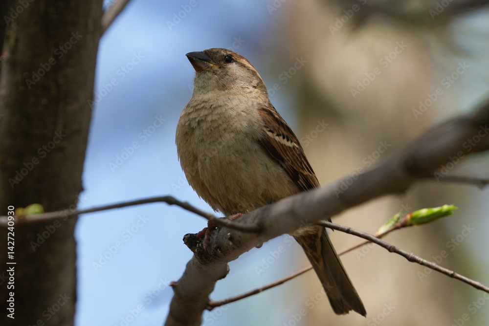 Obraz premium The house sparrow (Passer domesticus) is a bird of the sparrow family Passeridae, found in most parts of the world.