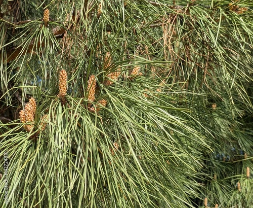 Una toma de primer plano de varias ramas verdes de hoja perenne y múltiples piñas. photo