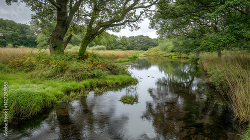 Serene Forest Stream Landscape