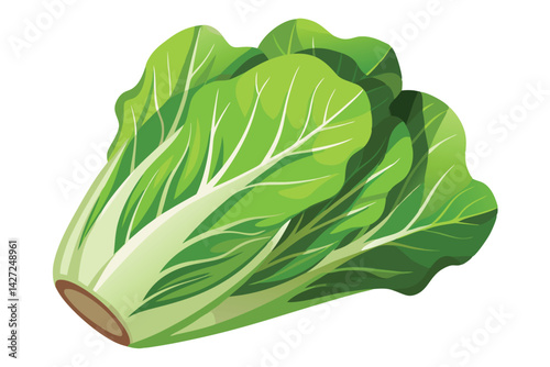 Illustration of Romaine lettuce on white.