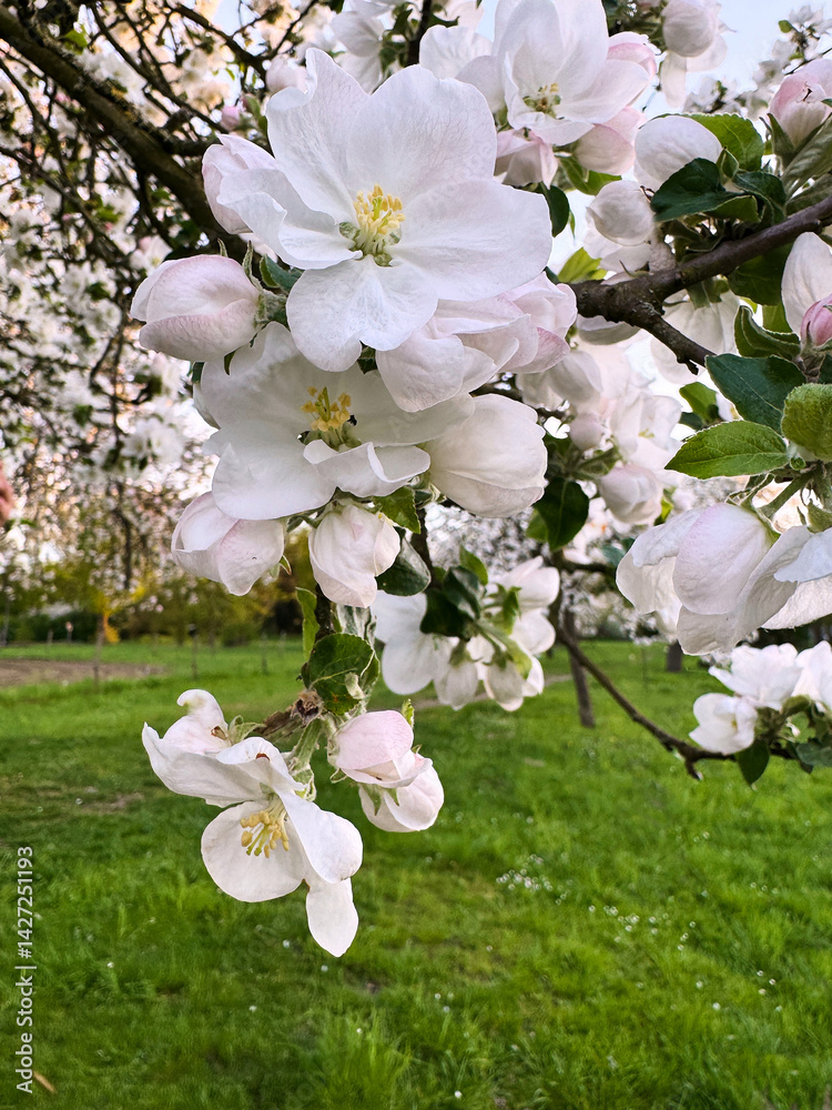 Close-up of blooming white apple blossoms on a tree branch in a green orchard during springtime