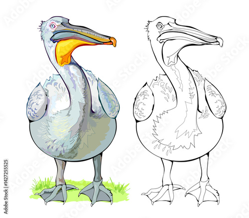 Illustration of a cute pelican. Colorful and black and white page for coloring book. Drawing for encyclopedia. Animals for kids. Hand drawn flat vector. Printable worksheet for children.