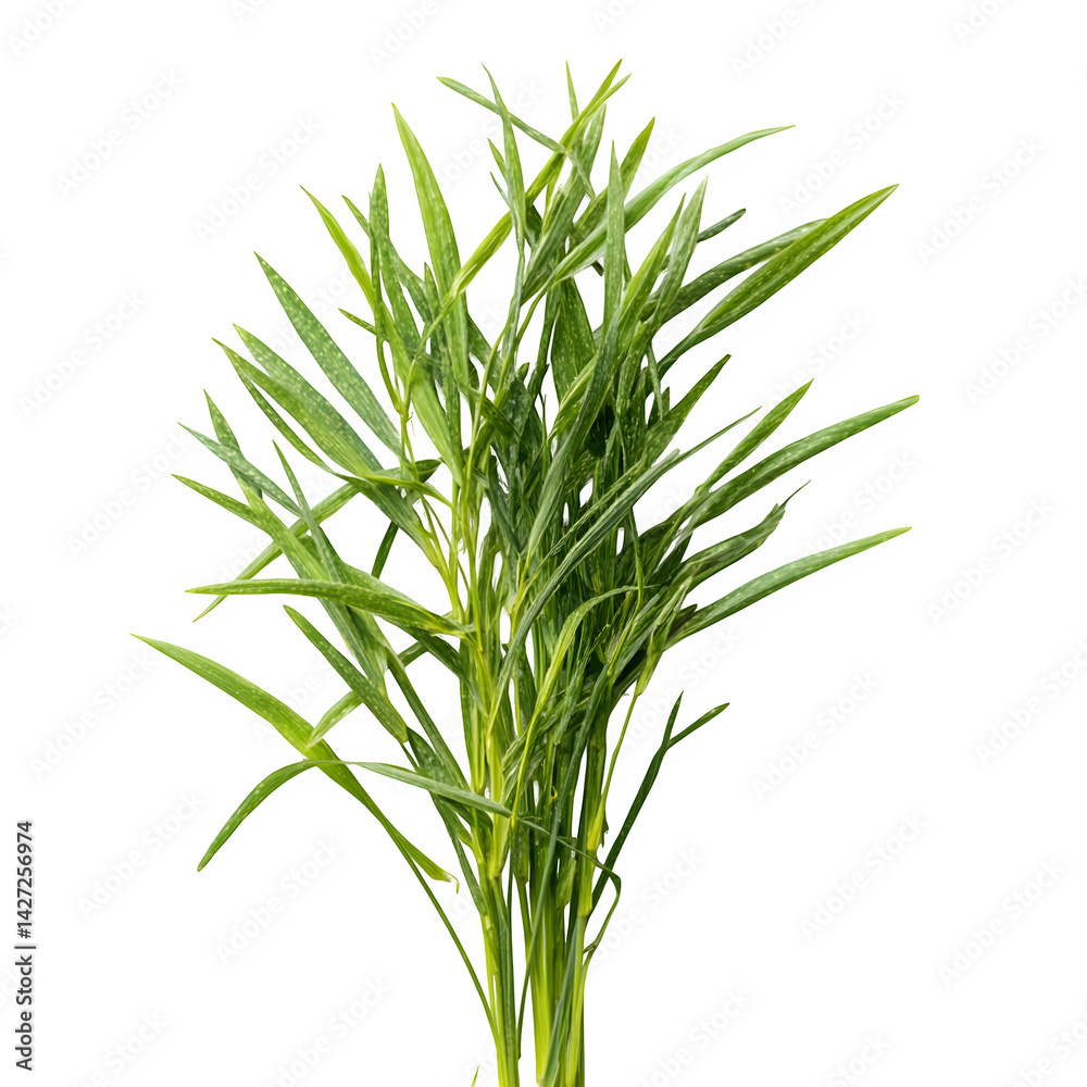 Fototapeta premium Fresh green cut wild grass isolated on white background and texture, top view --v 7.0