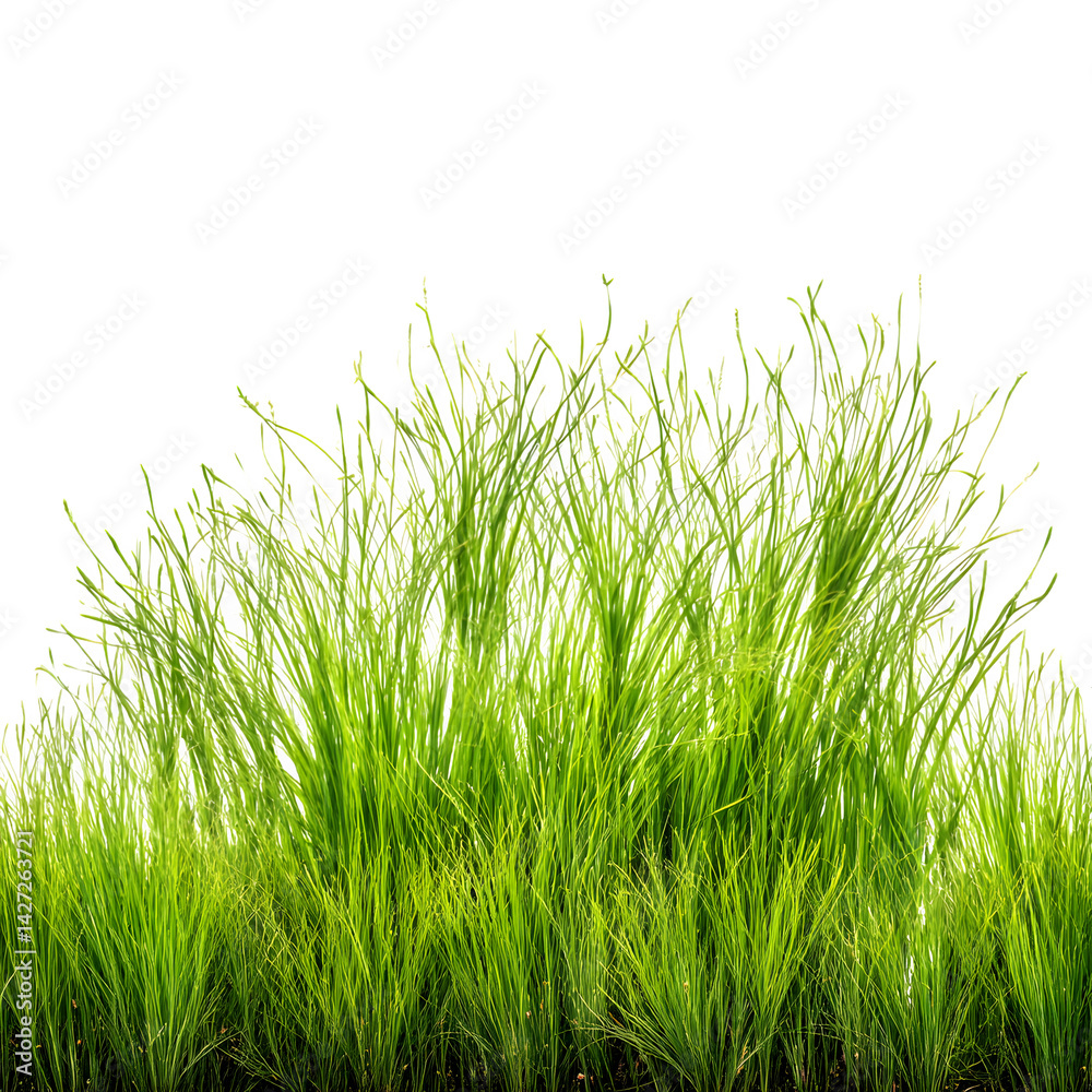 Fototapeta premium Green cut wild grass pattern isolated on white background and texture --v 7.0